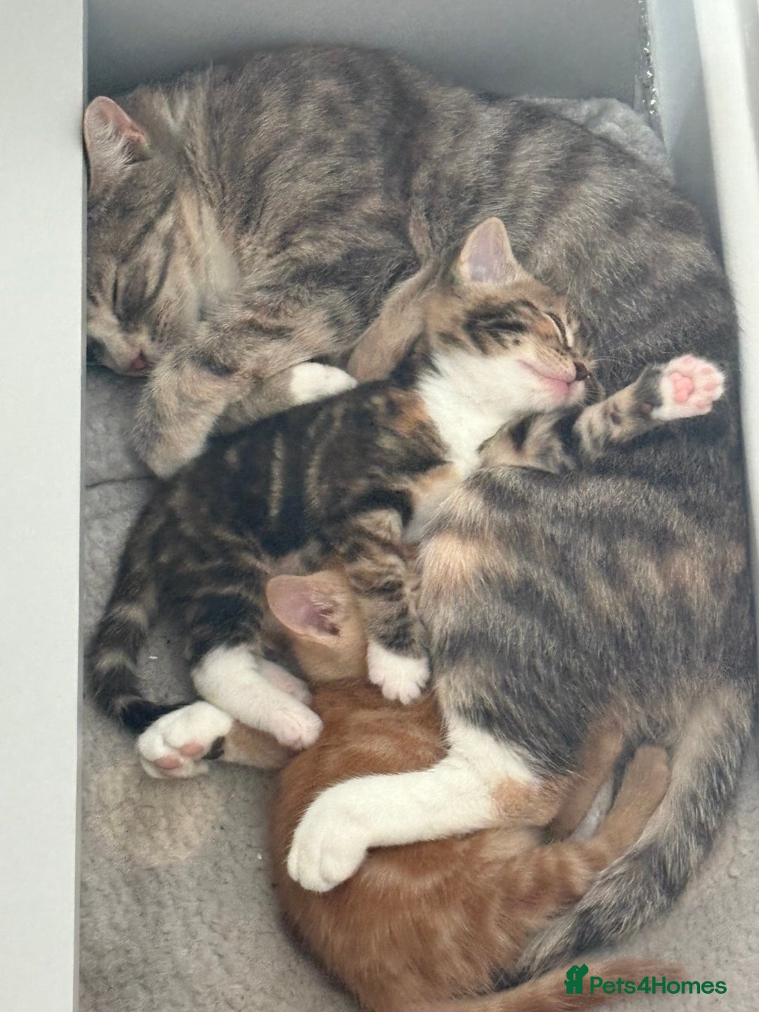 Domestic Shorthair cats for sale: Two beautiful domestic shorthair kittens - Image 6