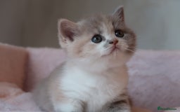 British Shorthair cats for sale: BSH/BLH Females TICA Reg  - Image 7