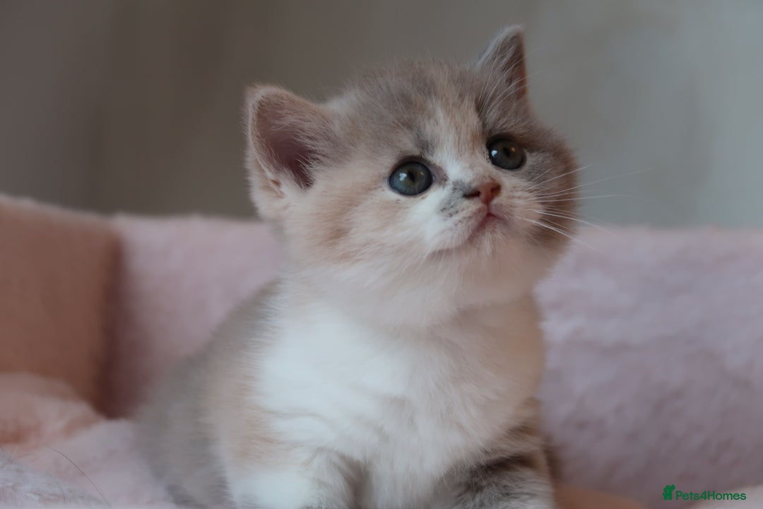 British Shorthair cats for sale: BSH/BLH Females TICA Reg  - Image 7