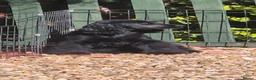 Cocker Spaniel dogs for sale: Very beautiful rizi bizi breeding young bitch - Advert 5