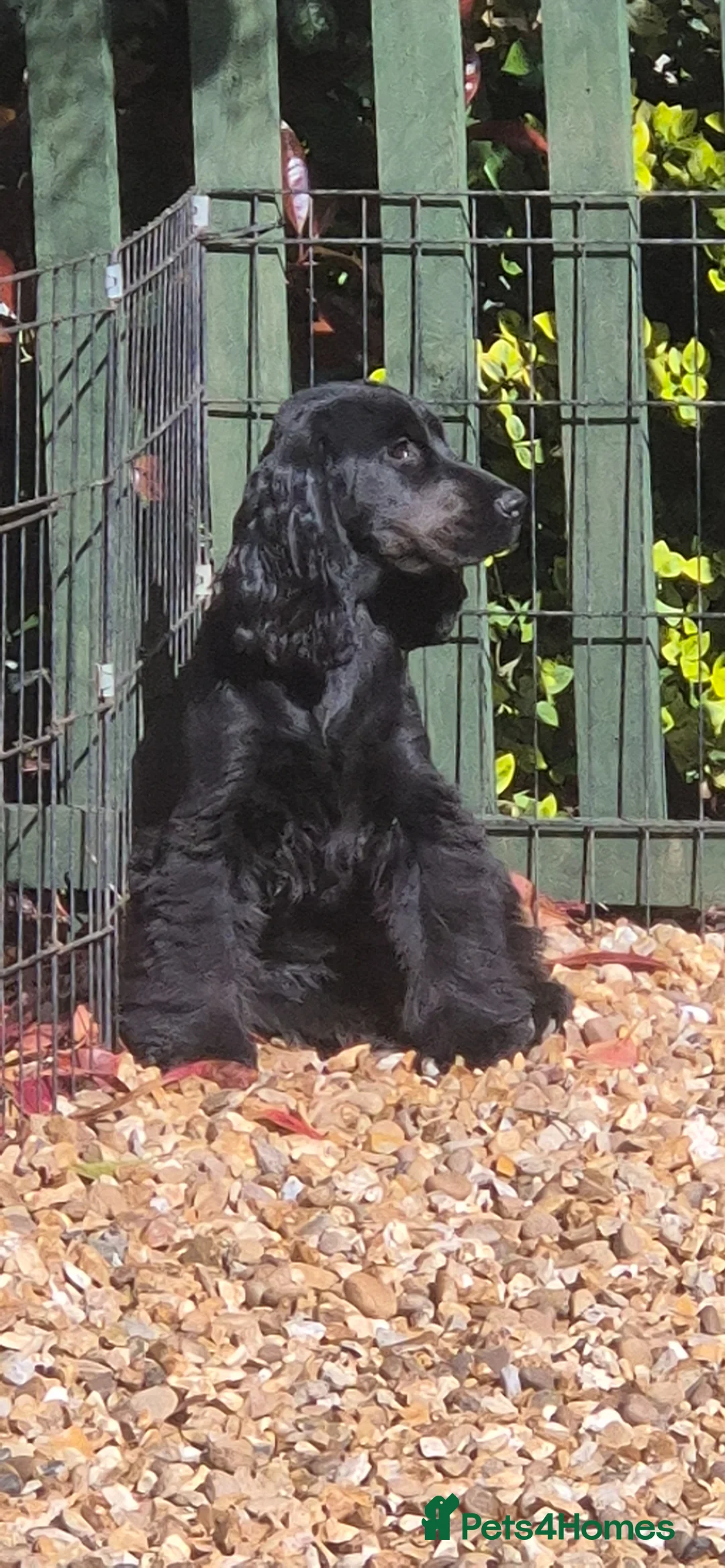 Cocker Spaniel dogs for sale: Very beautiful rizi bizi breeding young bitch - Advert 5
