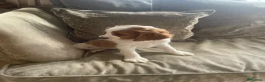 Cavapoo 1