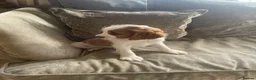 Cavapoo dogs for sale: Cavapoo puppies  - Advert 29
