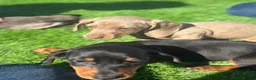 Miniature Dachshund dogs for sale: true tiny dachshunds! - Advert 7