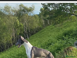 Whippet dogs in Swansea - Advert 3