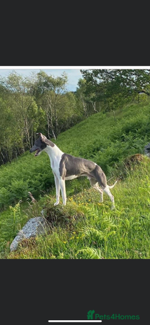Whippet dogs in Swansea - Advert 1