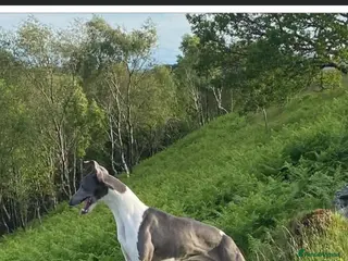 Whippet dogs Top Kc working x show whippet at stud in Swansea - Advert 1