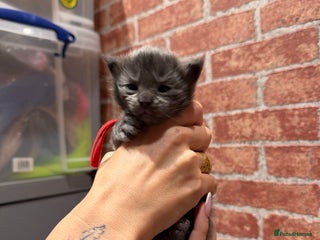 Maine Coon cats XXL MAINECOON MALE KITTENS - Advert 1