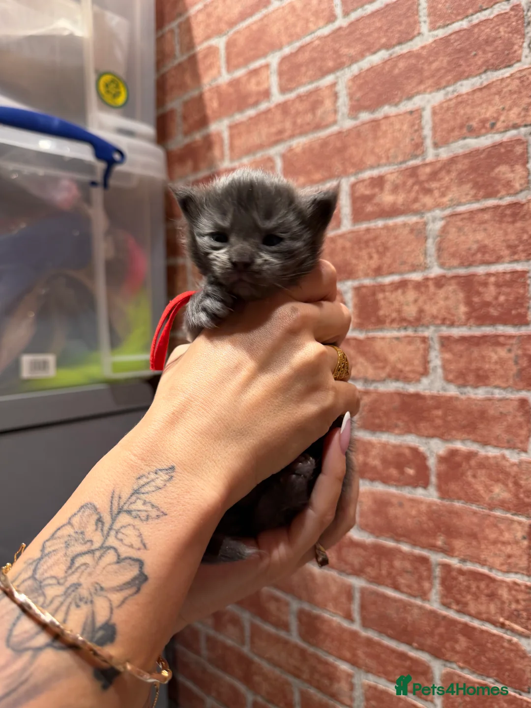 Maine Coon cats for sale: XXL MAINECOON MALE KITTENS  - Advert 10