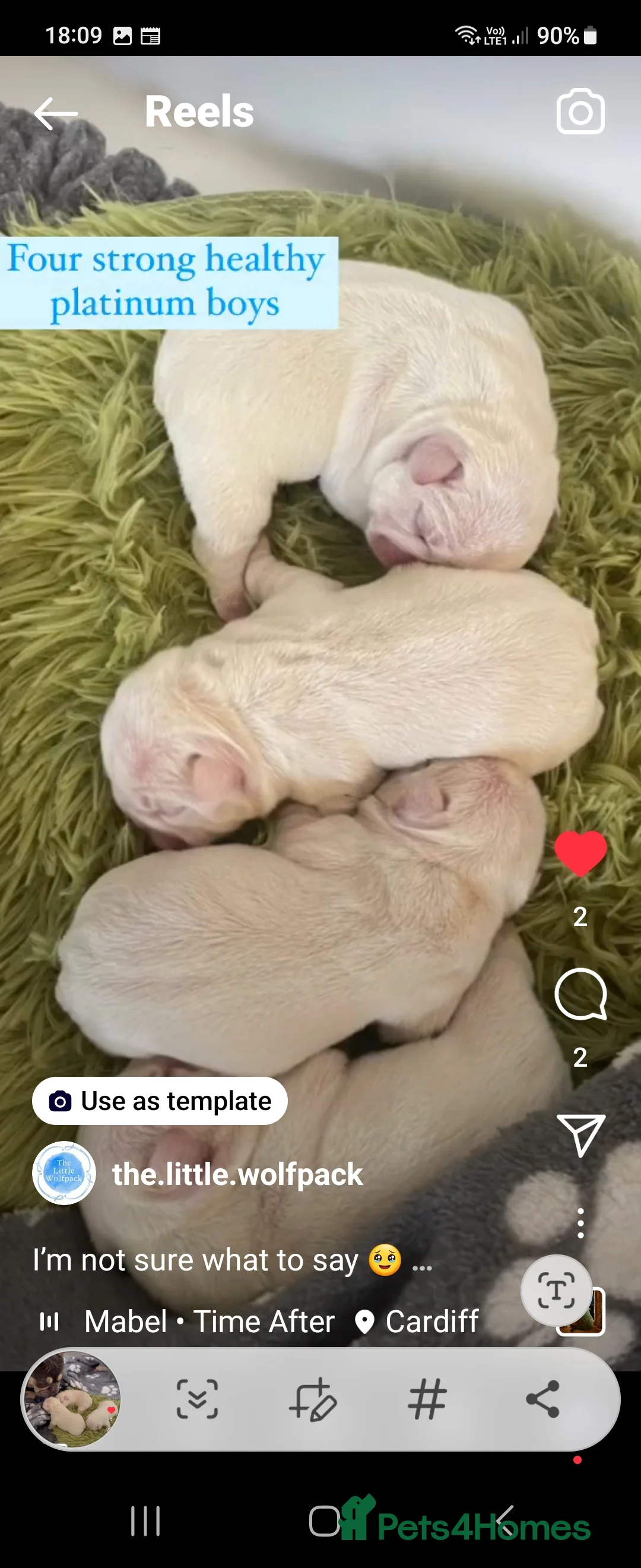 French Bulldog dogs for stud:  💥Amazing structure and quality! in Ebbw Vale - Advert 37