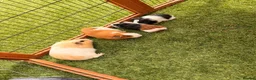 Guinea Pig rodents for sale: Guinea pigs looking for forever homes - Advert 5