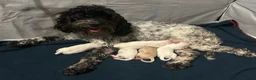 Cockapoo dogs for sale: Cockapoo puppies in King's Lynn - Advert 2