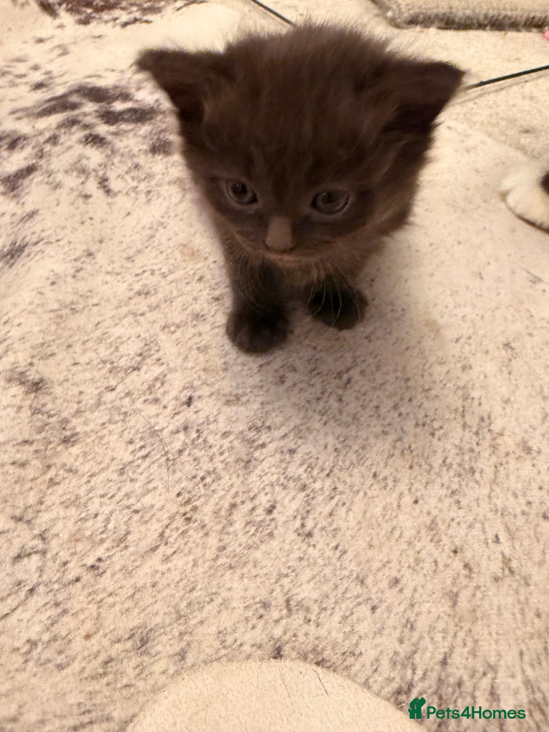 Ragdoll cats for sale: Beautiful Persia dolls  - Advert 6