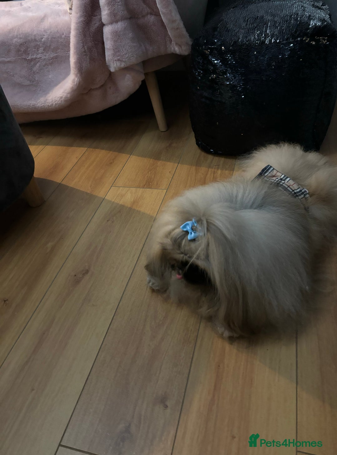 Pekingese dogs for stud: Kc registered Pekingese for stud duties in Truro - Image 2