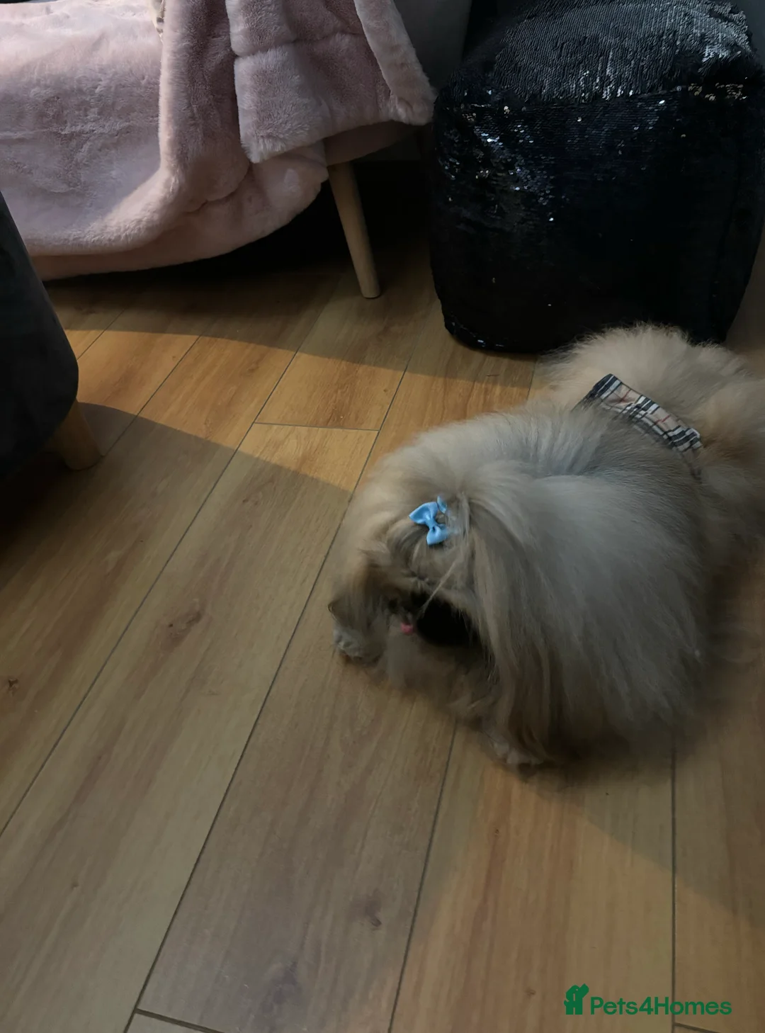 Pekingese dogs for stud: Kc registered Pekingese for stud duties in Truro - Advert 7