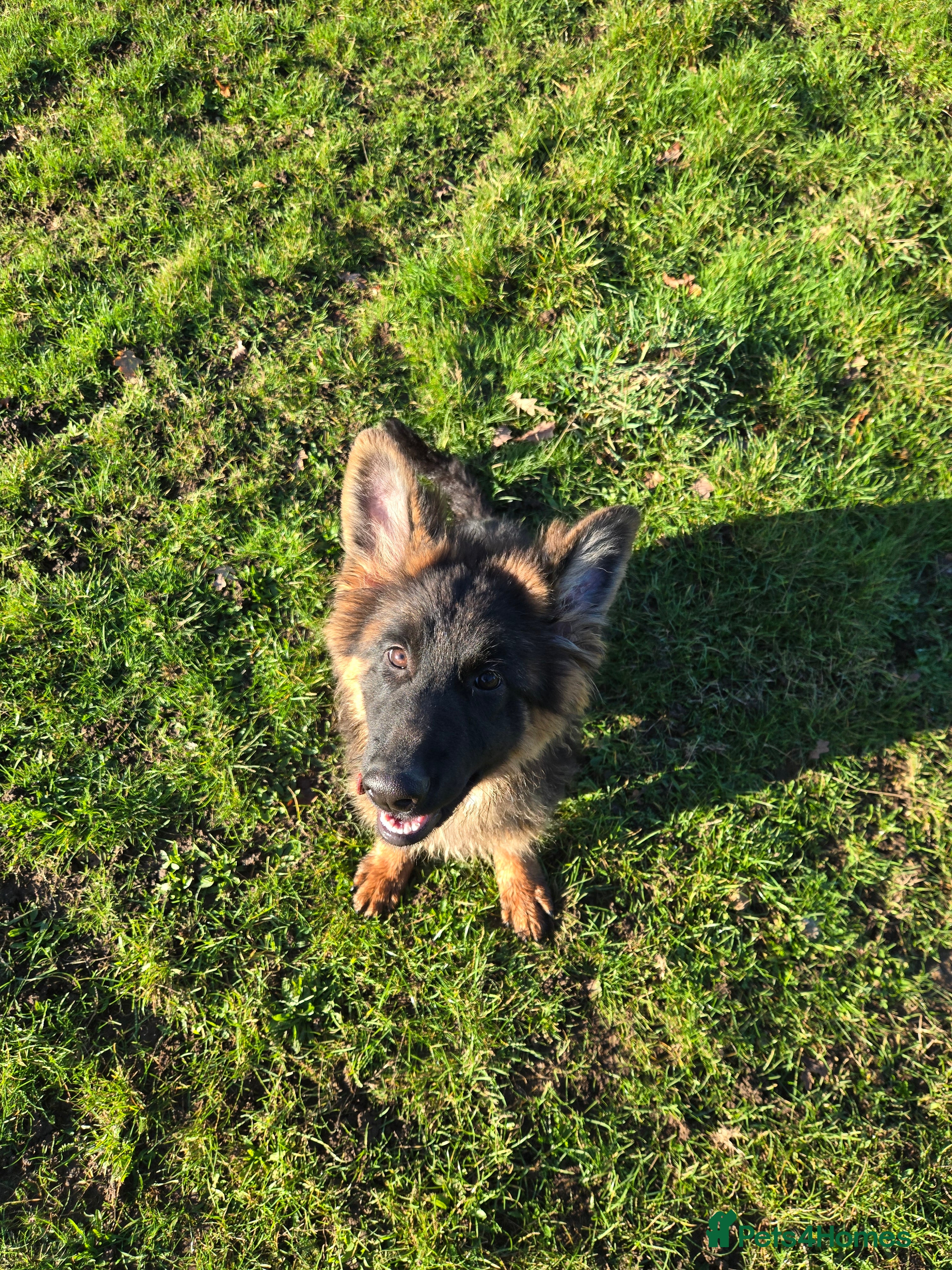 German Shepherd dogs  LONG HAIR GSD 5Months - Advert 9