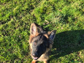 German Shepherd dogs CHAMPION PARENTS LONG HAIR GSD Female for sale - Advert 9