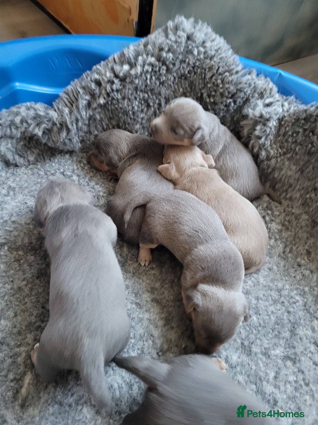 Jack Russell dogs for sale: Beautiful Lilac/ blue jack russell puppies - Advert 3