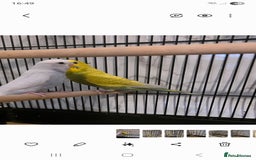 Budgerigars birds for sale: Budgies for sale boy and girl - Image 2
