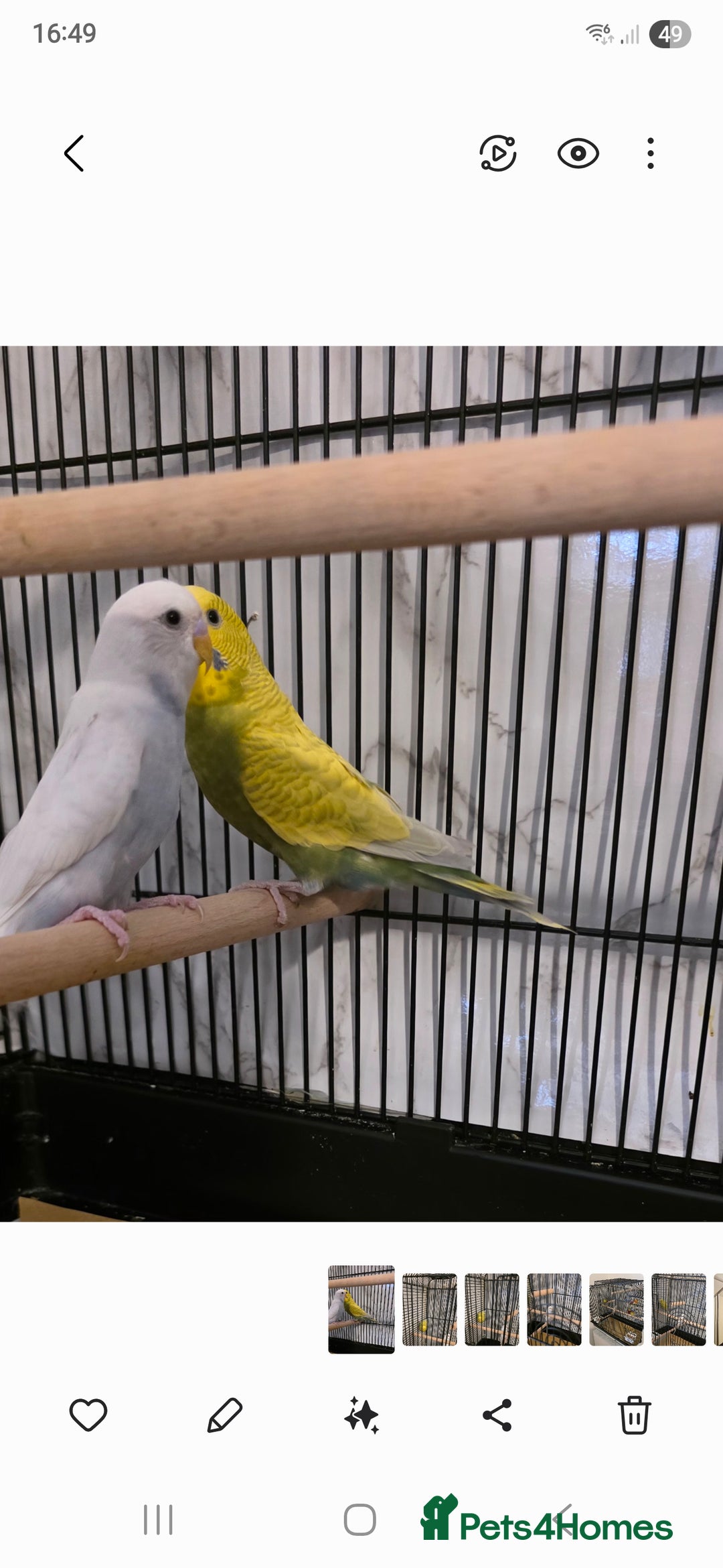 Budgerigars birds for sale: Budgies for sale boy and girl - Image 2