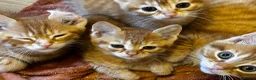 Mixed Breed cats for sale: Ginger mix with ragdoll  - Advert 4