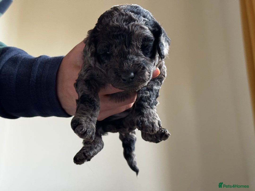 Miniature Poodle dogs for sale: Striking merle and black Miniature Poodle Puppies - Advert 19