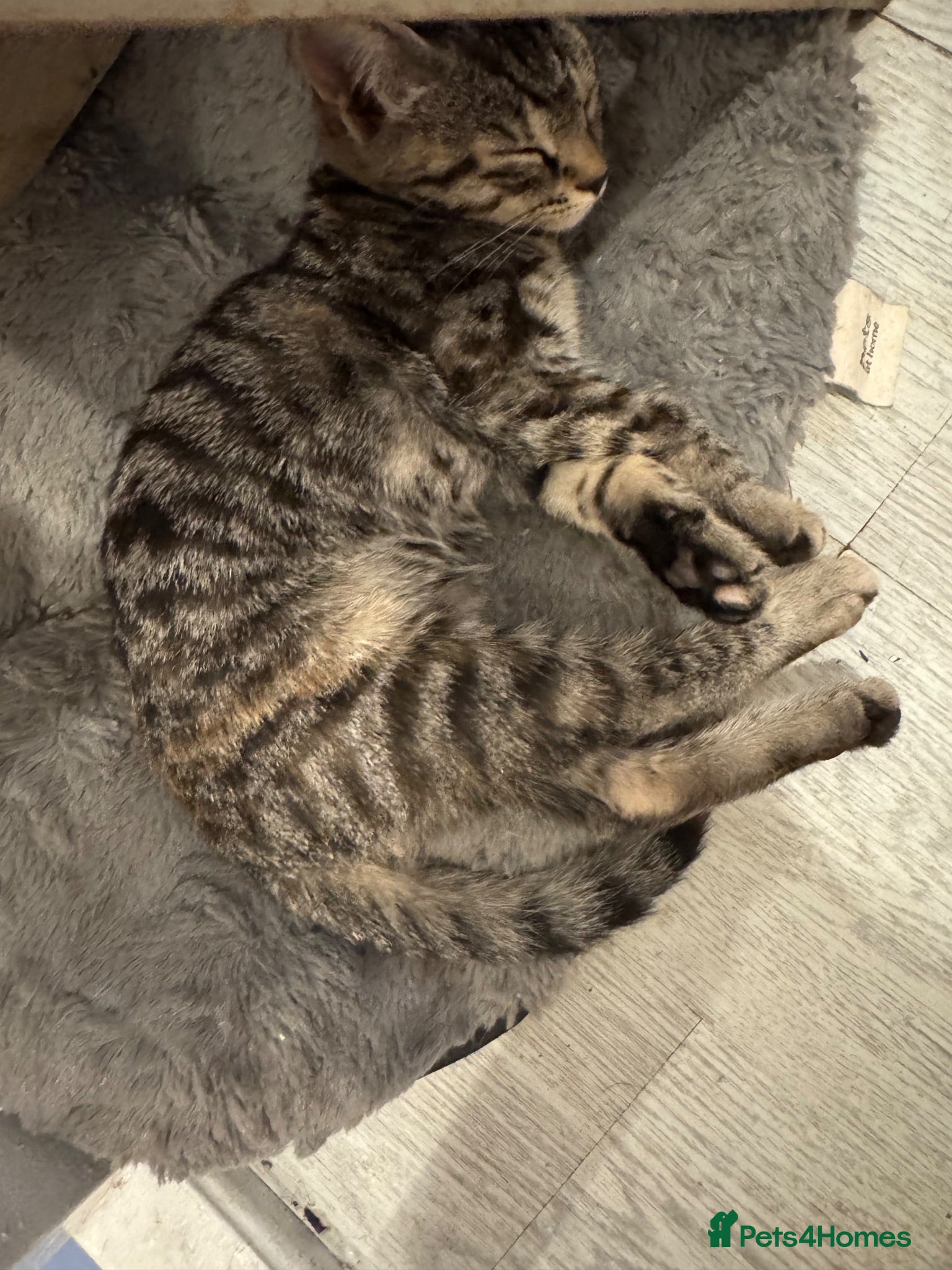 Domestic Shorthair cats Kittens  - Advert 14
