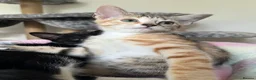 Mixed Breed cats for sale: 6 lovely female kittens.  - Advert 26