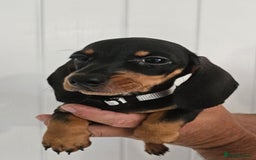 Dachshund dogs for sale: Ready to leave Wonderful Mini Dachshund Puppies - Image 3