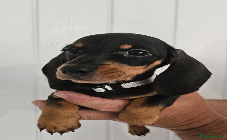 Dachshund dogs - Advert 12