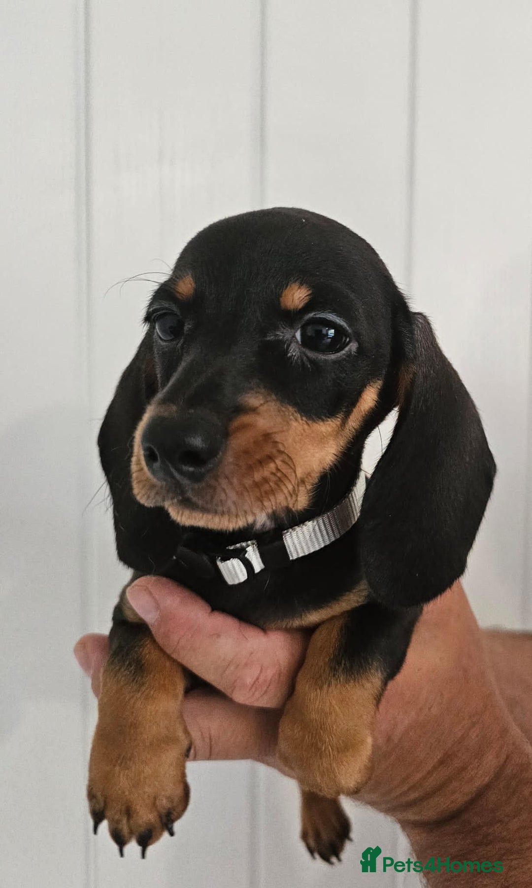 Dachshund dogs for sale: Ready to leave Wonderful Mini Dachshund Puppies - Image 3