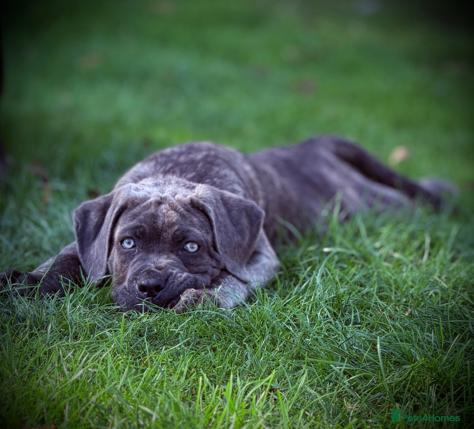 Cane Corso dogs ‼️Offers Welcme‼️ Balestra Magica Corso FCI - Advert 1