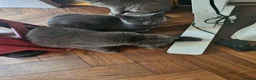 Mixed Breed cats for sale: Gorgeous Grey British Shorthair Mix Cats  in London - Advert 2