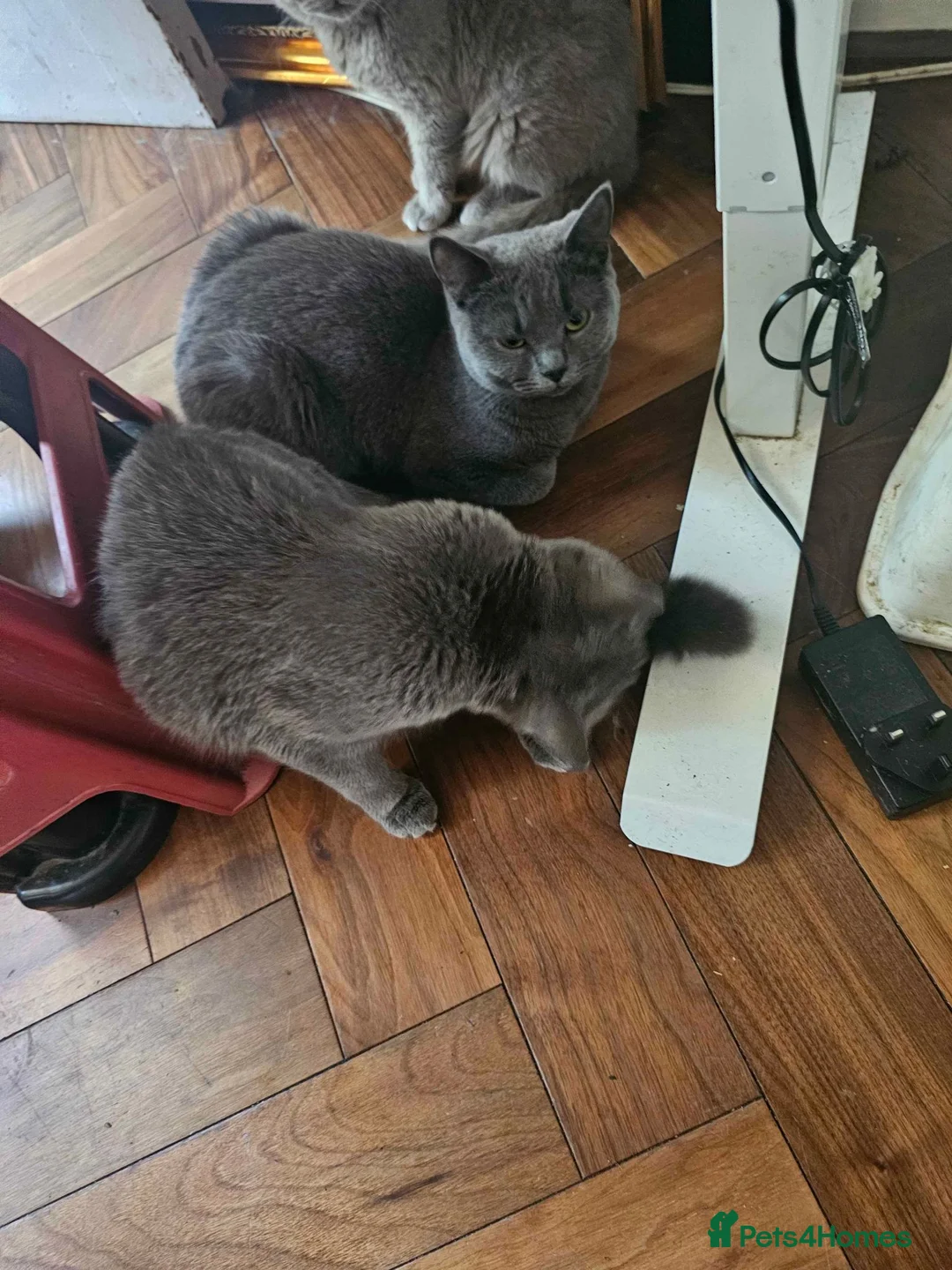 Mixed Breed cats for sale: Gorgeous Grey British Shorthair Mix Cats  in London - Advert 2
