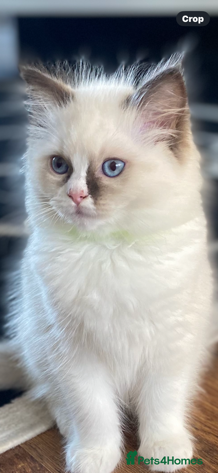 Ragdoll cats 🔷Exclusive Genuine 100 % Traditional Ragdolls  - Advert 11