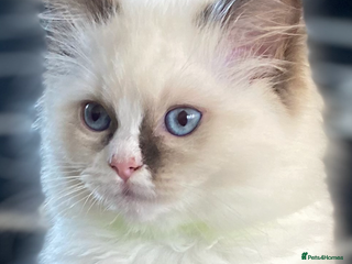 Ragdoll cats 🔷Exclusive Genuine 100 % Traditional Ragdolls - Advert 12