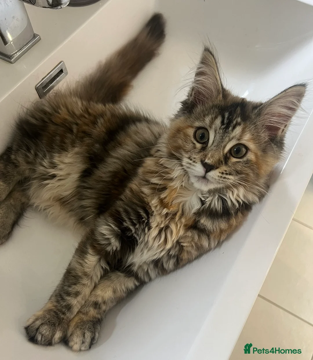 Mixed Breed cats for sale: Nala Mainecoon mixed ragdoll 1 year 6 months old - Advert 7