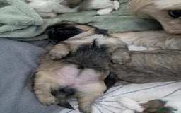 Shih Tzu dogs for sale: 4 beautiful shih tzu puppies 2 female 2 male - Image 7