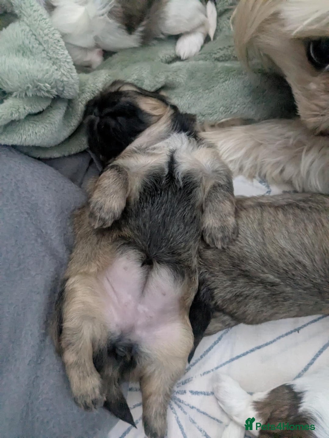Shih Tzu dogs for sale: 4 beautiful shih tzu puppies 2 female 2 male - Image 7