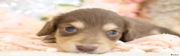 Miniature Dachshund dogs for sale: KC Longhair Miniature Dachshund Puppies in Wisbech - Advert 17