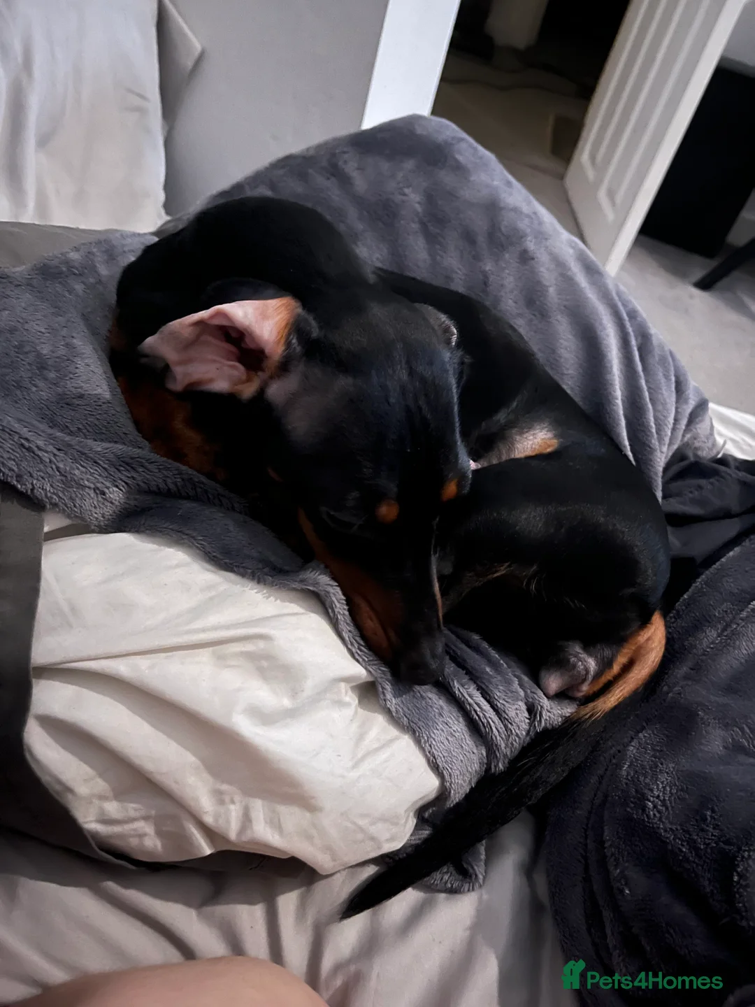 Miniature Dachshund dogs for sale: Female miniature dachshund  - Advert 3