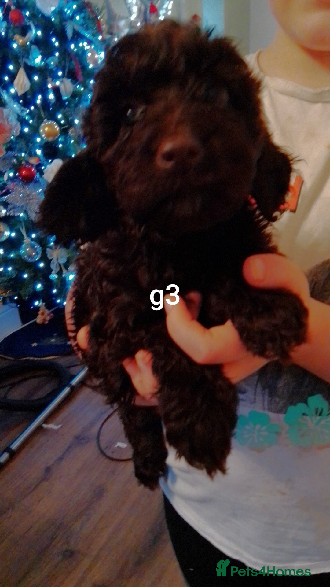 Cockapoo dogs for sale:  merles & chocolate & black Cockapoo puppies - Advert 5