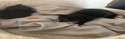 Mixed Breed cats for sale: 3 Black kittens in Wellingborough - Advert 8