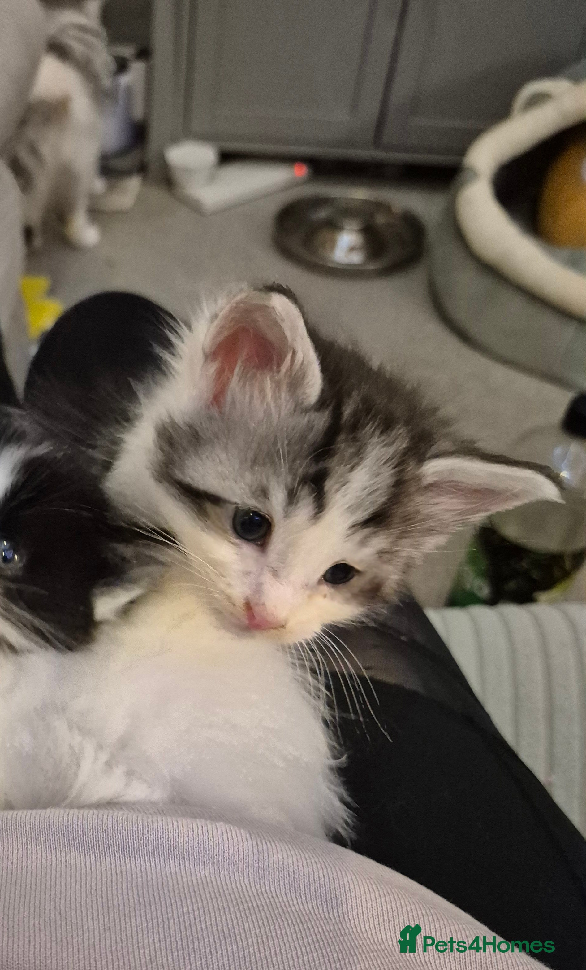 Maine Coon cats Last little Maine Coon Floof - Advert 1