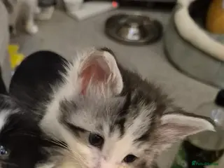 Maine Coon cats Last little Maine Coon Floof - Advert 1