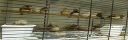 Finches birds for sale: Zebra finches for sale - Advert 3