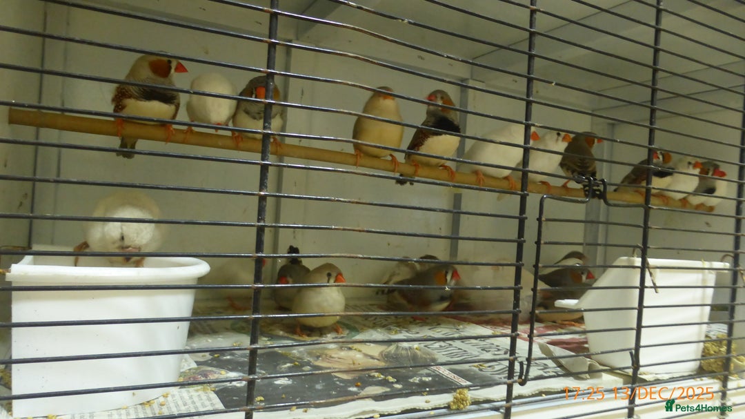 Finches birds for sale: Zebra finches for sale - Advert 3