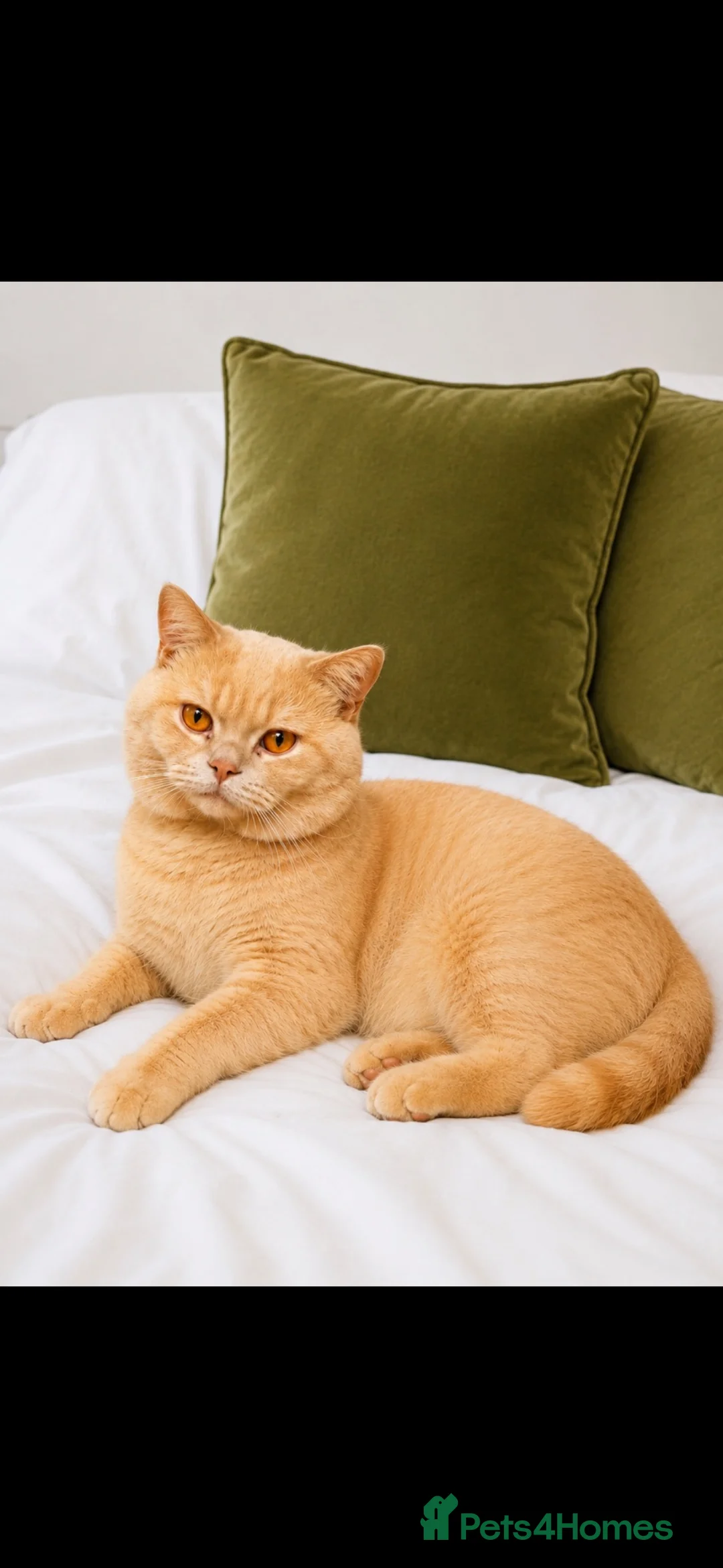 British Shorthair cats for sale: Golden British Shorthair Kittens - Advert 2