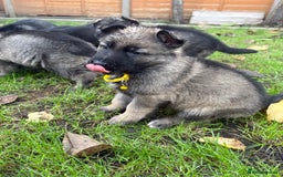 German Shepherd dogs for sale: 10 amazing german shepherd puppies - Advert 10