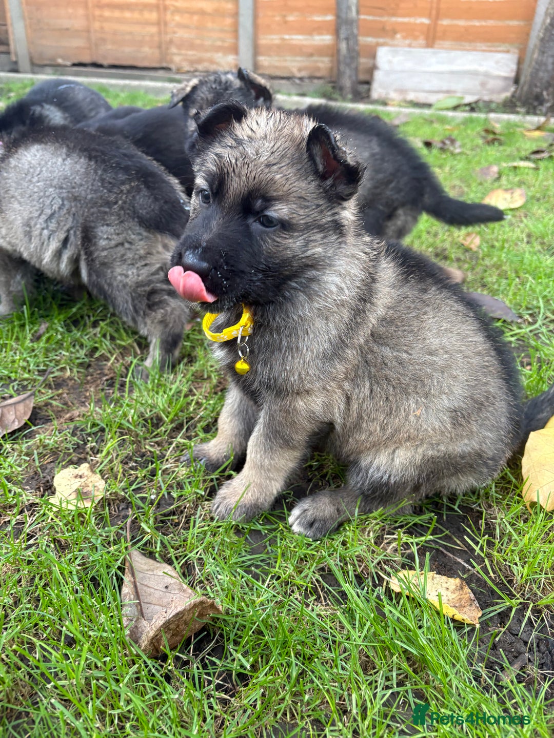 German Shepherd dogs for sale: 10 amazing german shepherd puppies - Advert 10